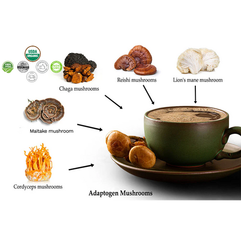 5 Mushrooms SURGE Cacao Ashwagandha Cinnamon & Clove Brain Function Booster